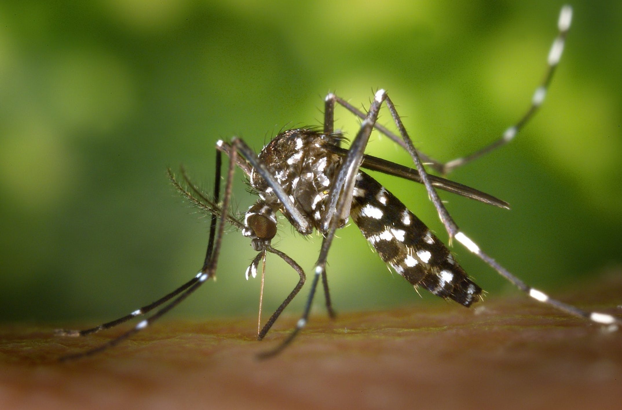Protéger les enfants des moustiques durant l’été, comment faire ?